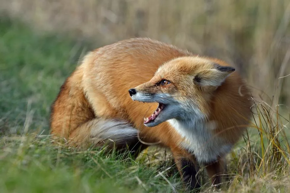 Рекордна захворюваність на сказ: на Вінниччині відстрілюватимуть лисиць