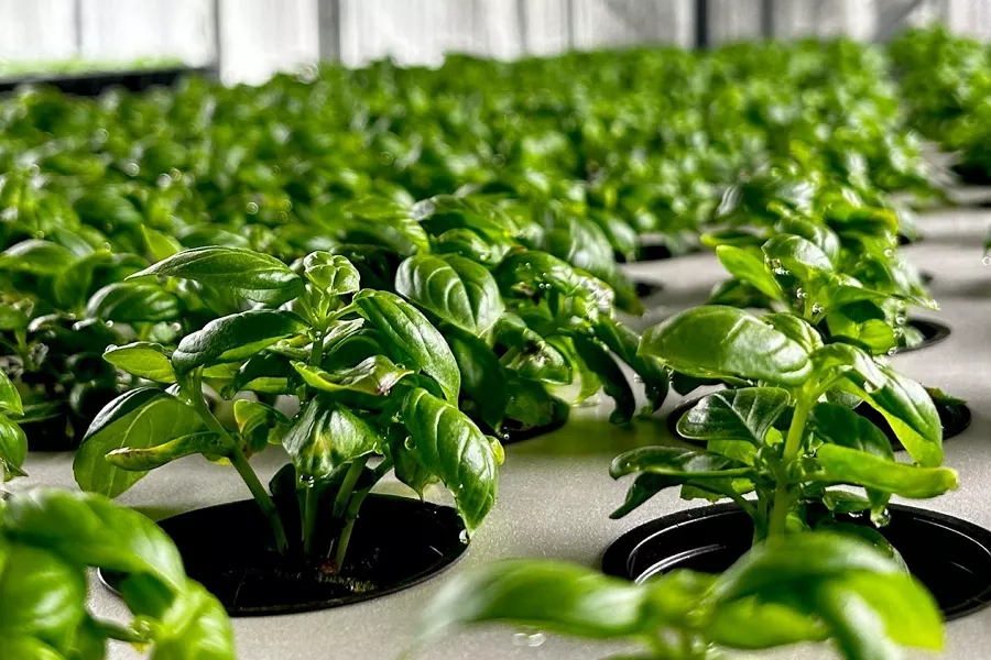 How a vertical farm in Dnipro solved the problem of power outages