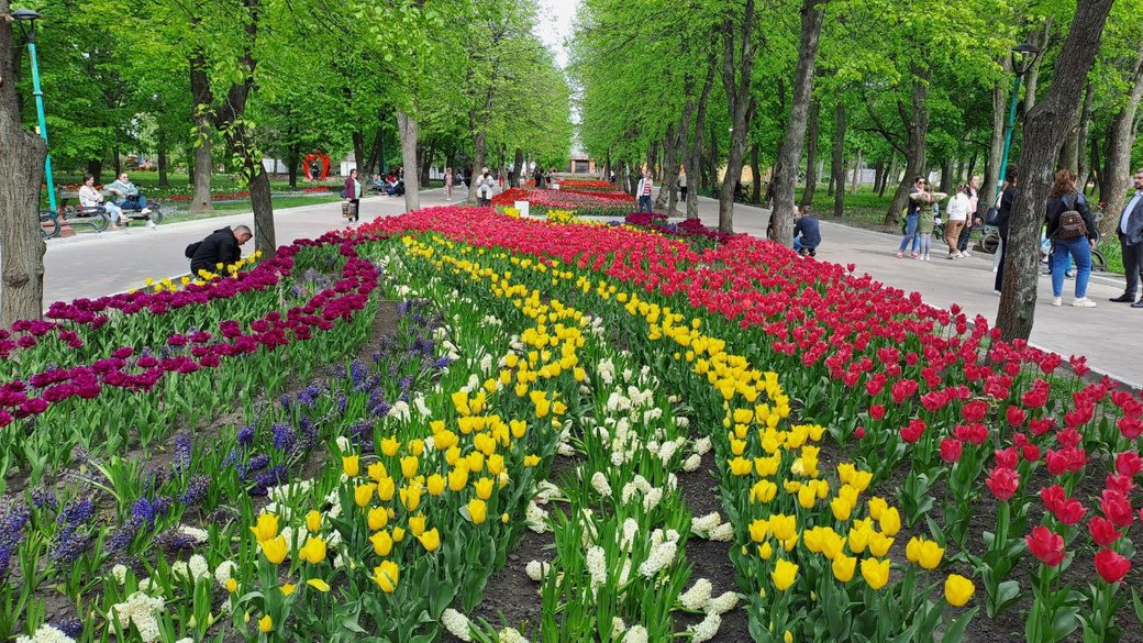 У Кропивницькому дендропарку розквітли майже чотири мільйони тюльпанів