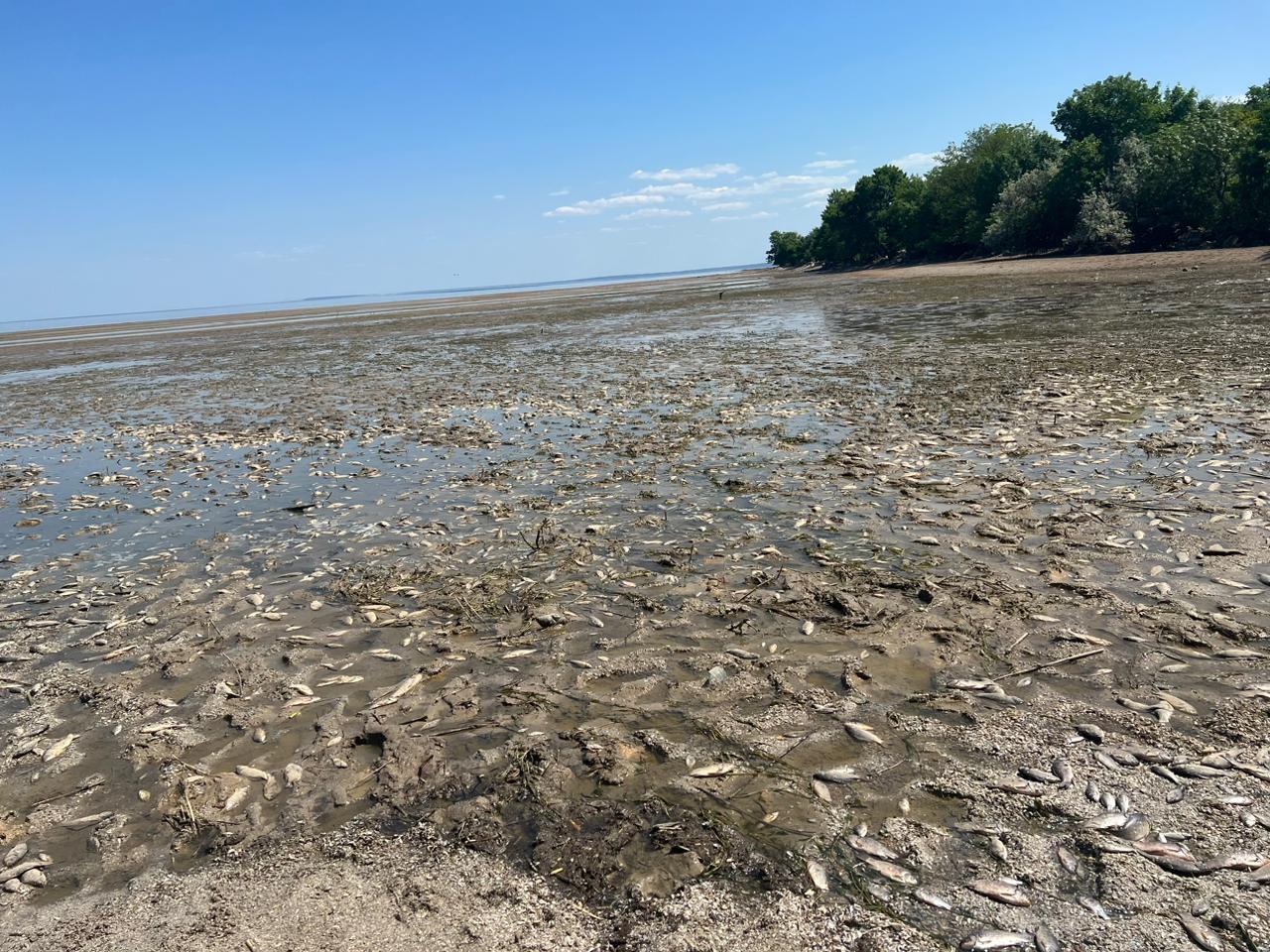 Law enforcement officials record the consequences of ecocide in the Dnipropetrovsk region: hundreds of thousands of fish died