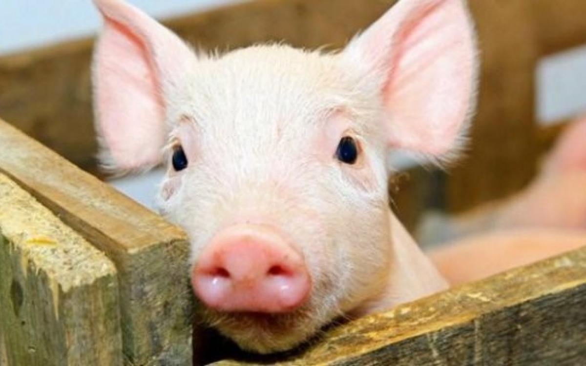 У громаді Кіровоградщини скасували карантин через африканську чуму свиней
