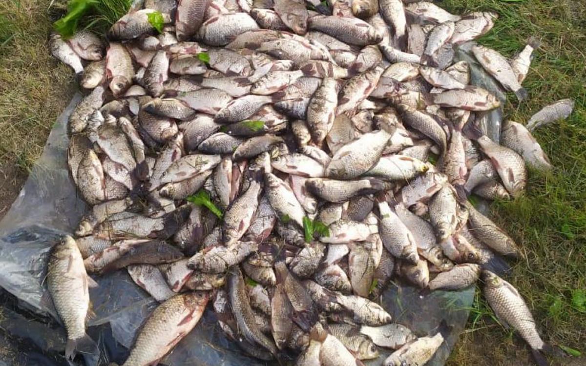 UAH 4,000 for 400 fish: in Vinnytsia, a fisherman tried to buy off law enforcement officers
