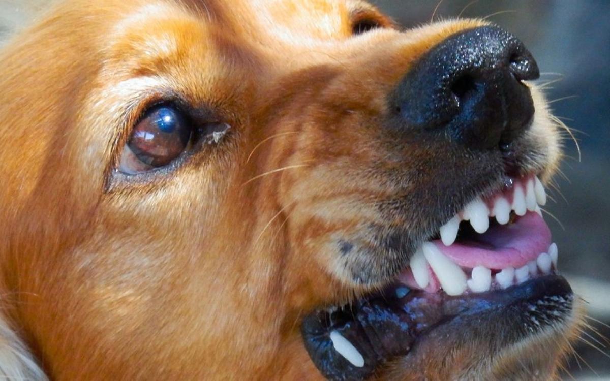 У Гайвороні на Кіровоградщині підтвердили сказ у собаки, яка покусала 5-х людей