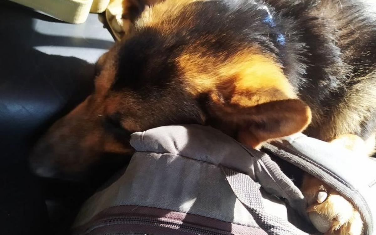 Відмовили в порятунку: мешканець Херсону з собакою пішки прийшли до Одеси