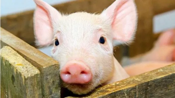 An outbreak of African swine fever was recorded in the Kropyvnytskyi district