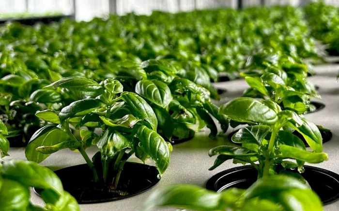 How a vertical farm in Dnipro solved the problem of power outages
